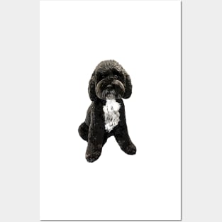 Cockapoo Cavapoo Black with White Puppy Dog Posters and Art